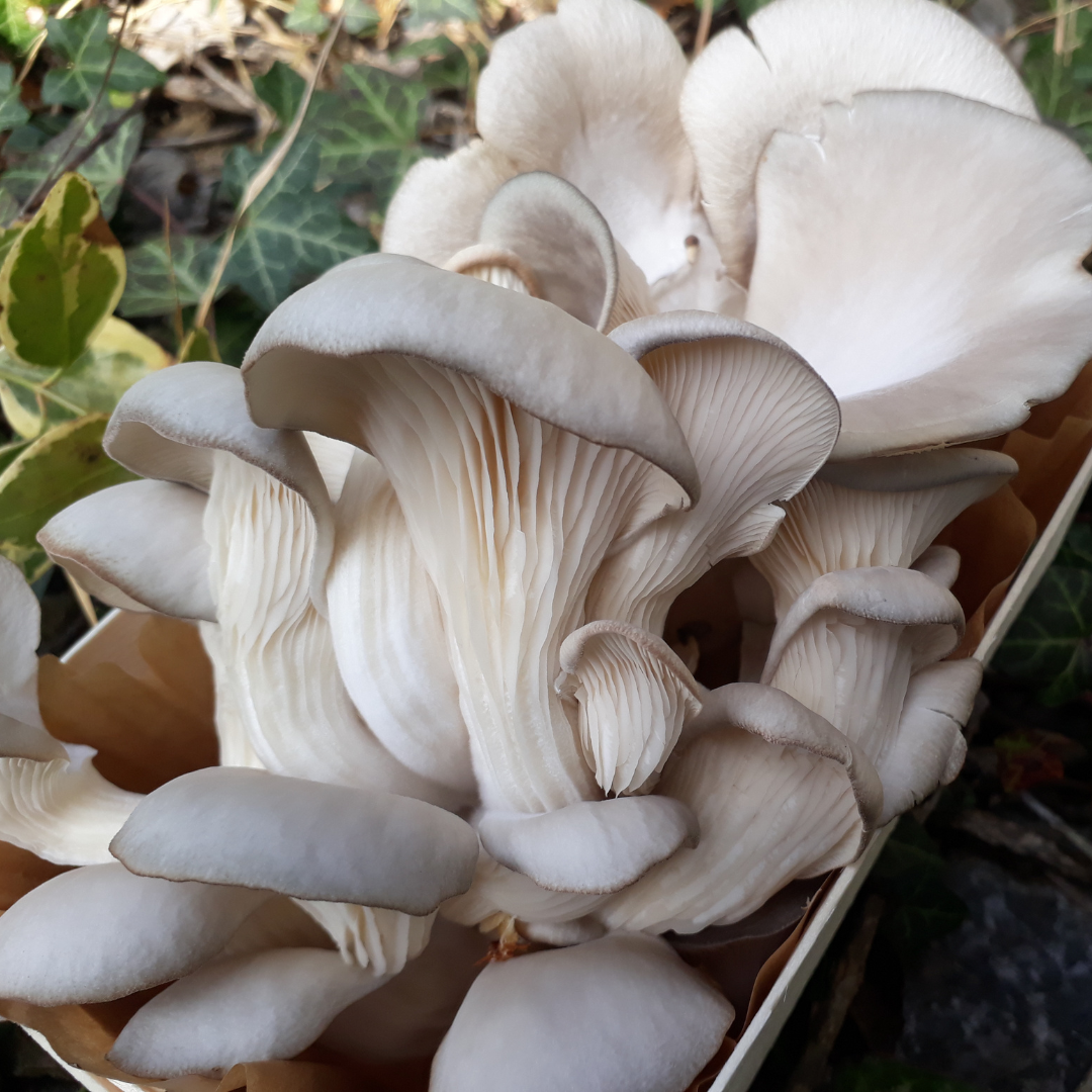 Bio Austernseitlinge 200g