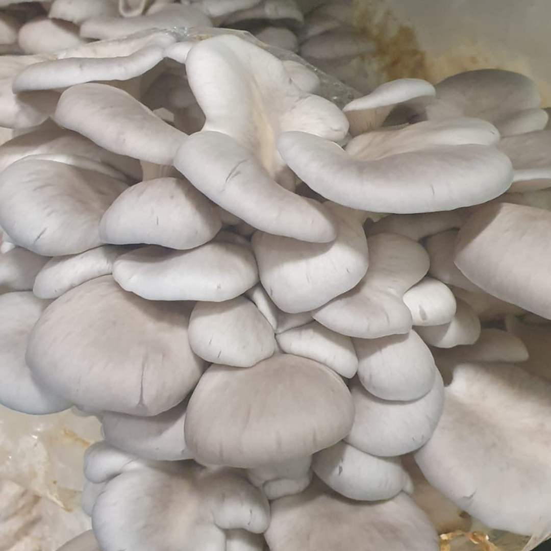 Bio Austernseitlinge 200g