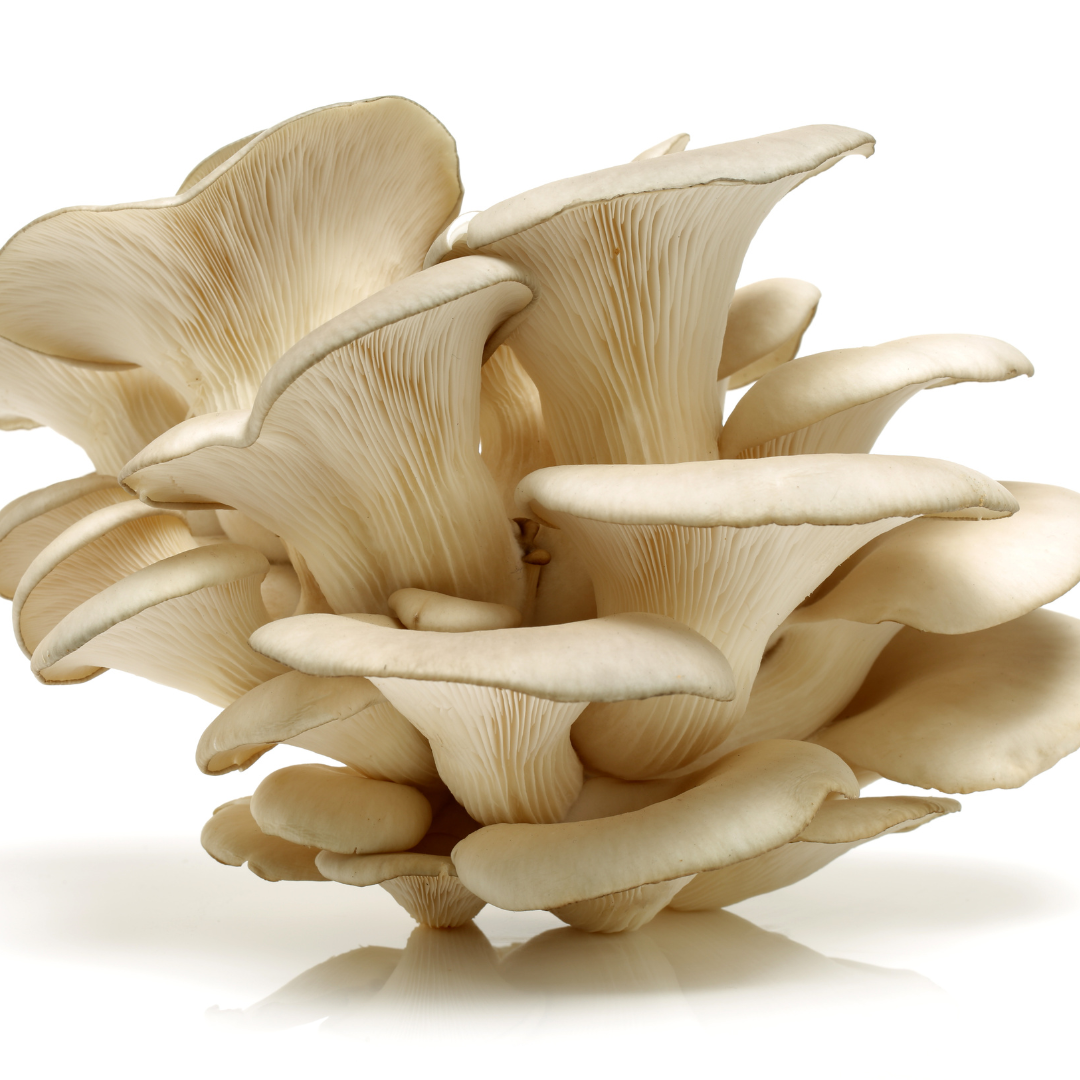 Bio Austernseitlinge 200g