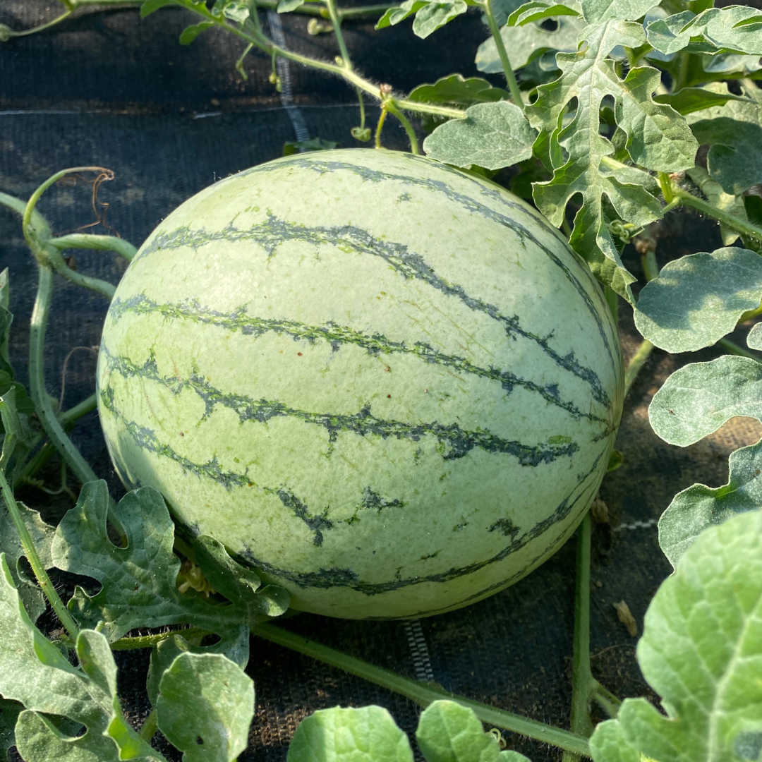 Steirische Wassermelone im Ganzen